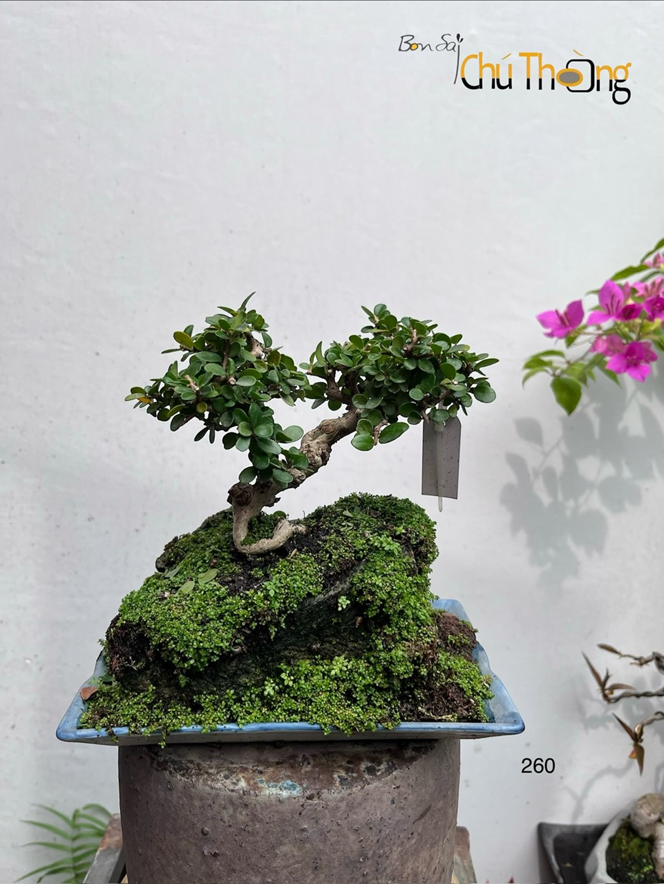 HỘ KINH DOANH BONSAI CHÚ THOÒNG